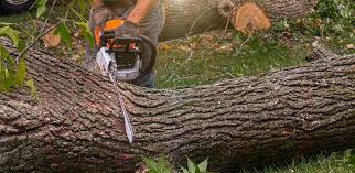 Best Arborist Consultation Services  in Pocahontas, IA