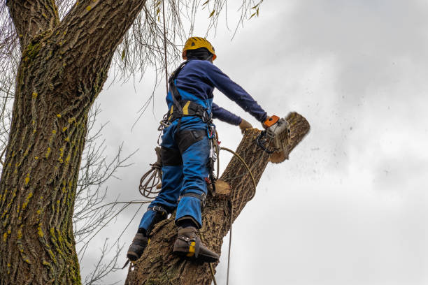 Best Tree Disease Treatment  in Pocahontas, IA