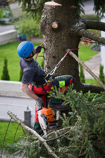 Best Storm Damage Tree Cleanup  in Pocahontas, IA
